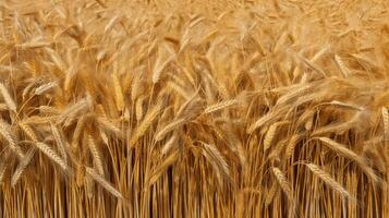 un' d'oro campo di Grano pronto per raccolto. generativo ai foto