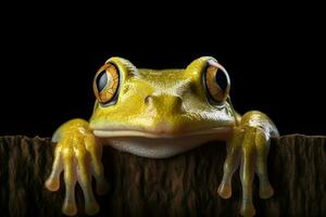 malizioso rana fa un' peek-a-boo aspetto esteriore, evocando sorrisi ai generato foto