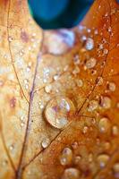 gocce sulla foglia marrone nei giorni di pioggia
