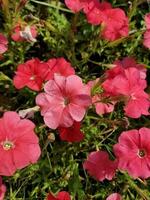 surfinia rosa fiori, petunia ascellare, il grande bianca petunia foto