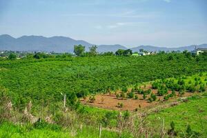 brillante blu cielo Visualizza di un' caffè piantagione nel bao loc, Vietnam foto