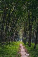 gomma da cancellare albero industriale foresta. gomma da cancellare piantagione, gomma da cancellare latice Conservazione contenitore, collocato nel Vietnam. selettivo messa a fuoco foto