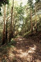 sentiero escursionistico in mezzo al bosco