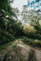 sentiero luminoso in mezzo al bosco con molti alberi foto