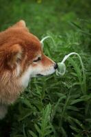 giapponese rosso shiba inu cucciolo annusa il verde papavero fiore germoglio. primavera natura. carino shiba inu cane. foto