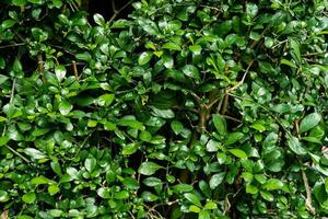 verde minuscolo le foglie per sfondo e sfondo foto