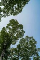 verde alberi e un' nuvoloso blu cielo verticale foto