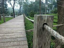 foto di un' di legno ponte nel il mezzo di un' tè piantagione