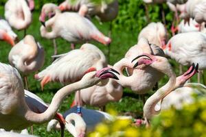 gruppo di maggiore fenicottero, Phoenicopterus roseus foto