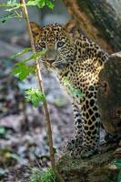 leopardo cucciolo, panthera pardus kotiya foto
