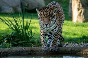 giaguaro è di per saltare in il acqua. panthera onca. foto