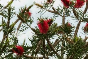 rosso callistemon fiorito nel primavera foto