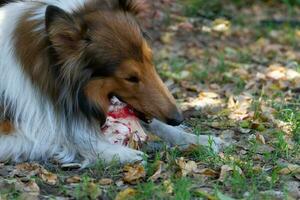 ruvido collie mangiare un' grande osso con crudo carne foto