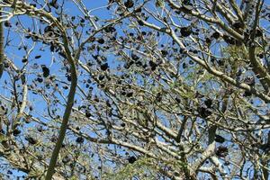 enterolobio contortisiliquum nativo albero di Sud America foto