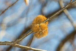 maturo Castagna frutta su il albero ramo foto