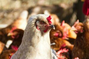 bianca Brahma gallina con piume su il piedi nel il pollaio foto