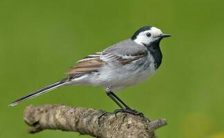 adulto maschio bianca ballerina - motacilla alba - in posa su piccolo ramo con pulito verde sfondo nel estate foto