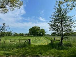 indulgere nel il sconfinato bellezza di un' lussureggiante verde erba campo sotto il vasto distesa di un' blu cielo, un' sereno Paradiso quello lenisce il anima foto