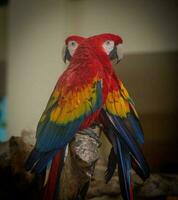 Due pappagalli su un' In piedi foto