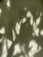 le foglie ombra sfondo su calcestruzzo parete struttura, le foglie albero rami ombra con luce del sole foto