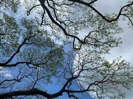 albero rami su blu cielo foto