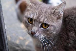 bel viso di un gatto grigio da vicino foto