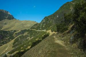 sentiero alpino tra i pini mughi foto