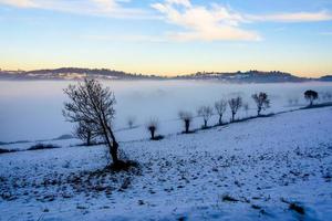 alberi tra neve e nebbia foto