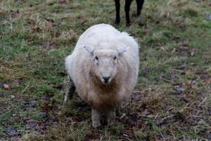 pecore bianche che guardano avanti