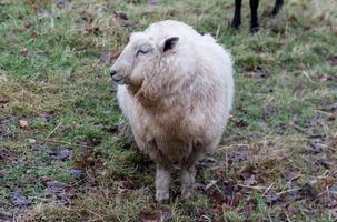 pecore bianche che guardano a sinistra