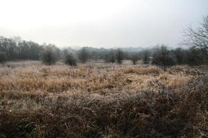 campi invernali e cieli grigi foto