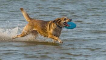 giocoso cane da riporto attraente plastica disco nel il blu onda generato di ai foto