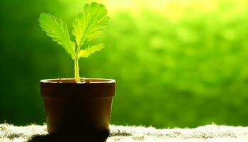 nuovo crescita nel in vaso pianta simboleggia vitalità e cura generato di ai foto