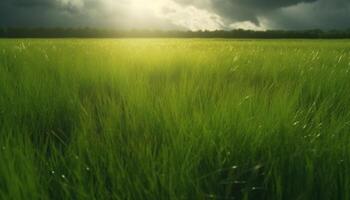 idilliaco prato, giallo Grano, e verde foresta contro blu orizzonte generato di ai foto