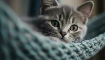 carino gattino fissando a telecamera, riposo su morbido blu divano generato di ai foto