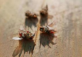 api morte su legno foto