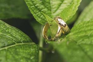 due anelli d'oro con foglie verdi