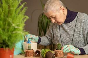 la donna anziana alleva i cactus e li trapianta in nuovi vasi foto