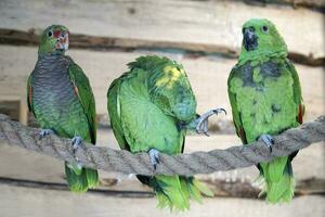 tre verde amazon pappagallo perching su un' corda foto