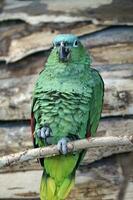 verde amazon pappagallo perching su un' ramo foto