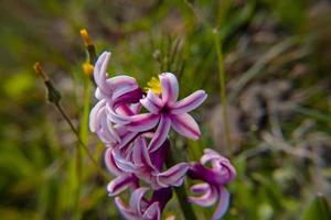 20210313 hyacinthus orientalis 5 foto