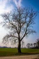 albero tra il verde foto