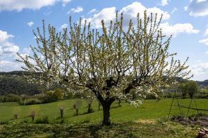 202144 fiore di ciliegio di montemezzo foto