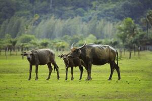 famiglia di acqua bufalo in piedi su verde erba, campo tra pioggia tempo metereologico foto