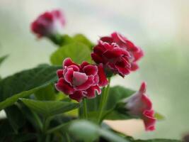 rosso fiore africano Viola, saintpauliasrilasciato, gesneriaceac fiore in un' stretto grappolo in giro il albero, il giro, a forma di cuore o ovale, serrato bordo o dentato, arrotondato, di spessore paffuto le foglie foto