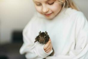poco ragazza giocando con piccolo animale degu scoiattolo. foto