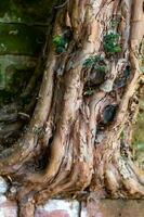 un vecchio albero radice a partire dal un' albero foto