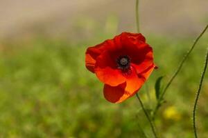 un' rosso fioritura papavero su un' prato foto