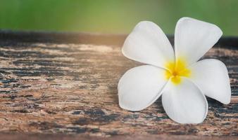 fiore bianco plumeria sul vecchio pavimento in legno per lo sfondo foto