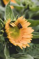 fotografia macro girasole giallo foto